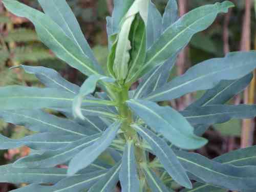 Mediterranean spurge(Euphorbia characias)