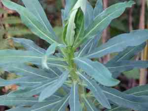 Mediterranean spurge(Euphorbia characias)