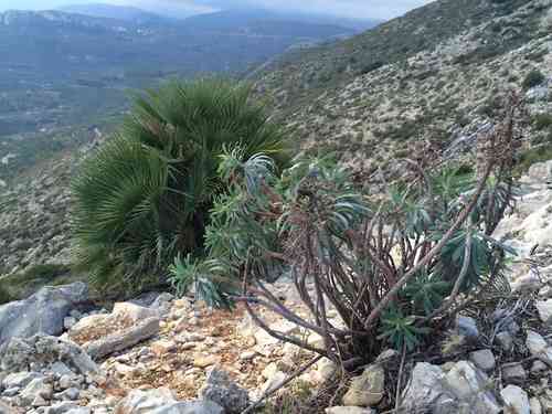 Mediterranean spurge(Euphorbia characias)