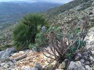Mediterranean spurge(Euphorbia characias)