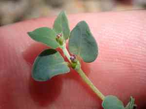 Ashy sandmat(Euphorbia cinerascens)