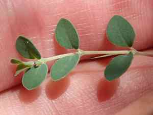 Ashy sandmat(Euphorbia cinerascens)