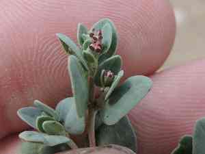 Ashy sandmat(Euphorbia cinerascens)