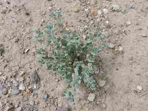 Ashy sandmat(Euphorbia cinerascens)