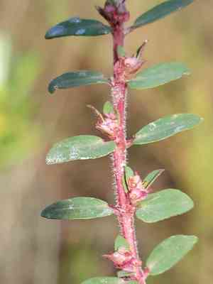 Everglade key sandmat(Euphorbia conferta)