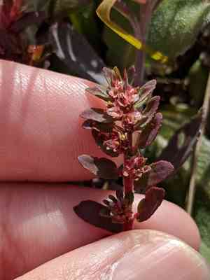 Everglade key sandmat(Euphorbia conferta)