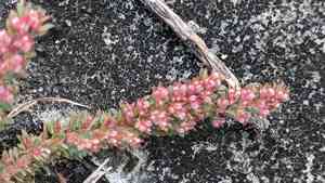 Everglade key sandmat(Euphorbia conferta)