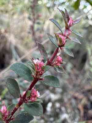 Everglade key sandmat(Euphorbia conferta)