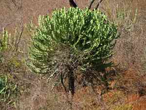 Candelabra tree(Euphorbia cooperi)