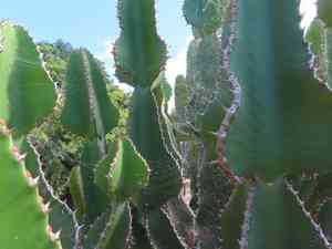 Candelabra tree(Euphorbia cooperi)
