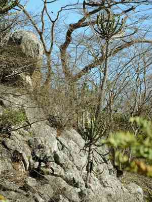 Candelabra tree(Euphorbia cooperi)