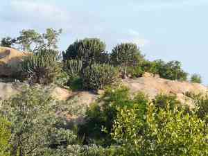 Candelabra tree(Euphorbia cooperi)