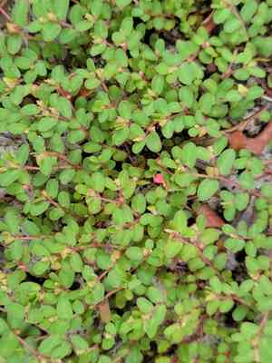 Heartleaf sandmat(Euphorbia cordifolia)
