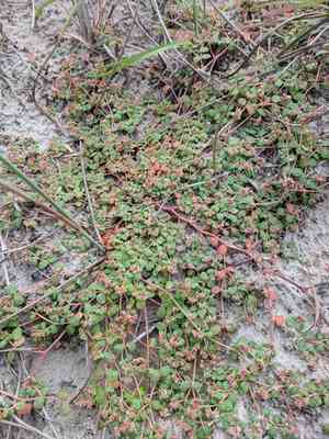 Heartleaf sandmat(Euphorbia cordifolia)