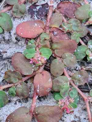 Heartleaf sandmat(Euphorbia cordifolia)