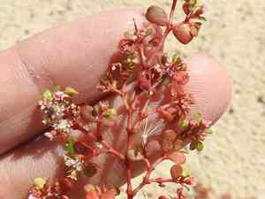 Heartleaf sandmat(Euphorbia cordifolia)