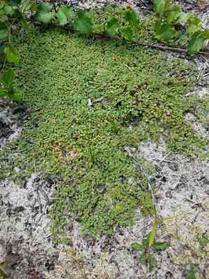 Heartleaf sandmat(Euphorbia cordifolia)