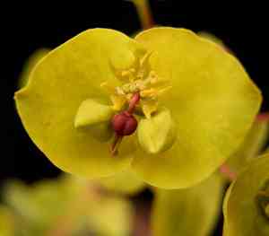 Flowering Spurge(Euphorbia corollata)