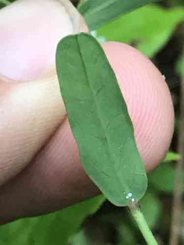 Flowering Spurge(Euphorbia corollata)