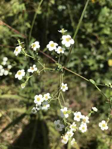 Flowering Spurge(Euphorbia corollata)