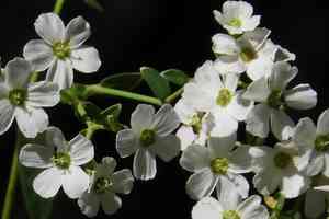Flowering Spurge(Euphorbia corollata)