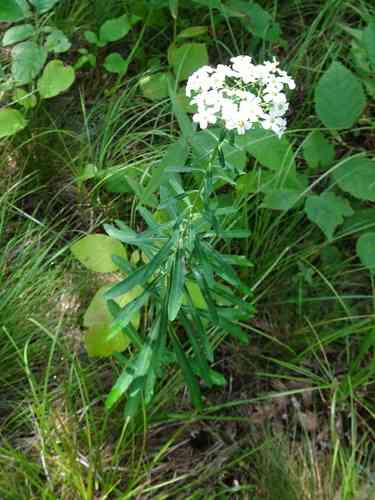Flowering Spurge(Euphorbia corollata)