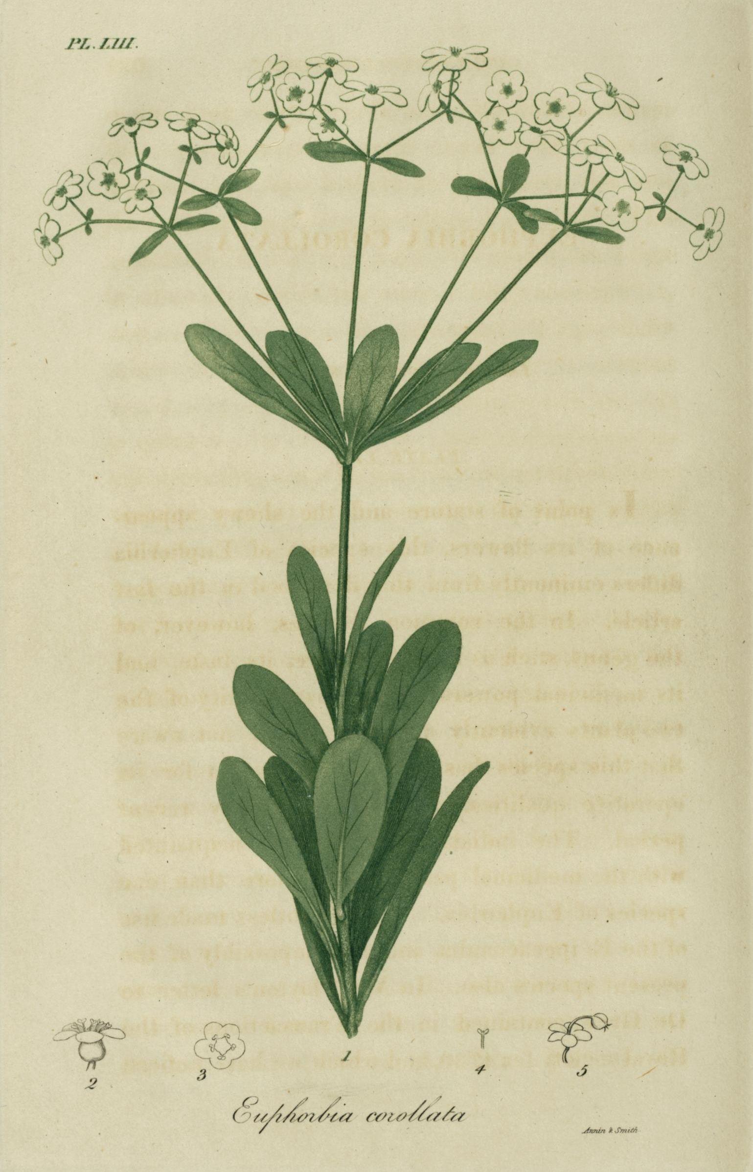 Flowering Spurge