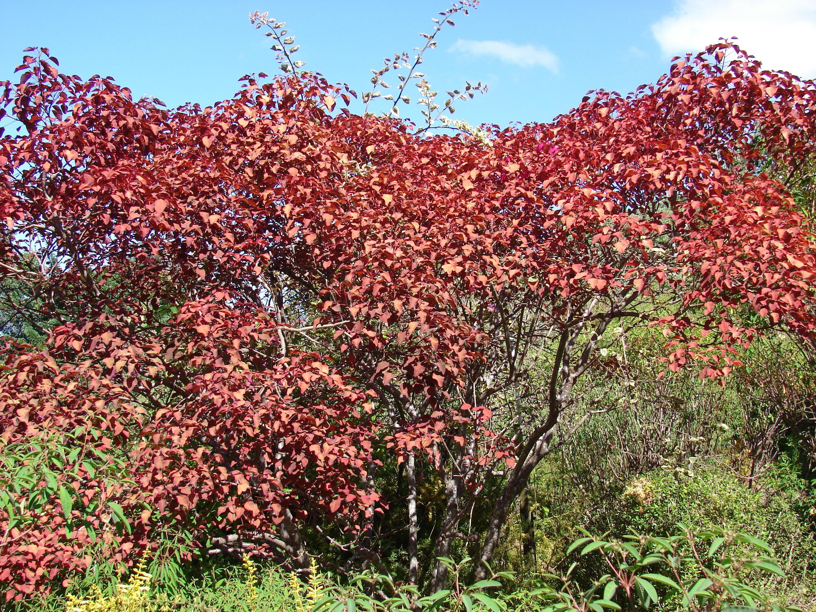 Caribbean copper plant
