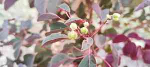 Caribbean copper plant(Euphorbia cotinifolia)