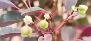 Caribbean copper plant(Euphorbia cotinifolia)