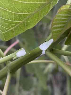 Caribbean copper plant(Euphorbia cotinifolia)