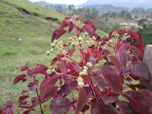Caribbean copper plant(Euphorbia cotinifolia)