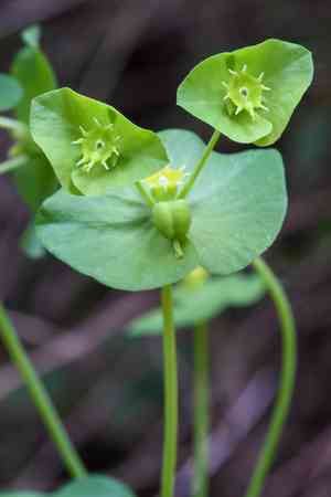 Chinese caps(Euphorbia crenulata)