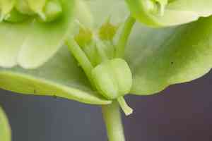 Chinese caps(Euphorbia crenulata)