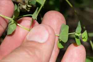 Chinese caps(Euphorbia crenulata)
