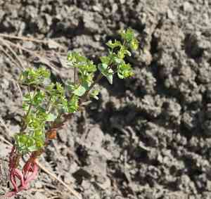 Chinese caps(Euphorbia crenulata)