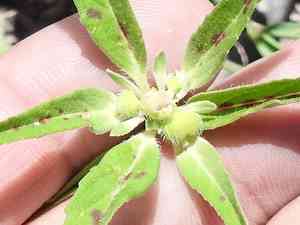 Hairy-fruit spurge(Euphorbia cuphosperma)