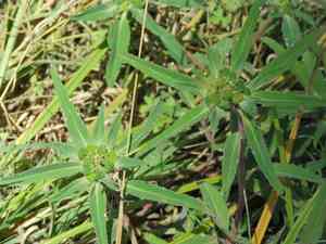Hairy-fruit spurge(Euphorbia cuphosperma)