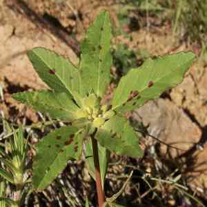 Hairy-fruit spurge(Euphorbia cuphosperma)