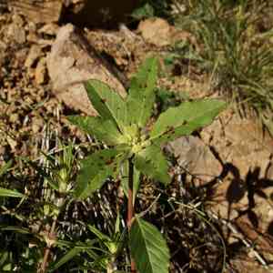 Hairy-fruit spurge(Euphorbia cuphosperma)