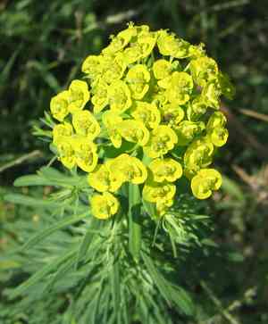 Cypress spurge(Euphorbia cyparissias)