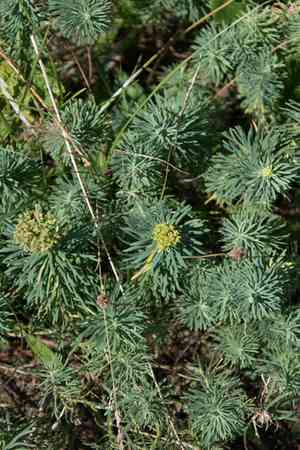 Cypress spurge(Euphorbia cyparissias)