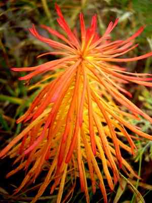 Cypress spurge(Euphorbia cyparissias)