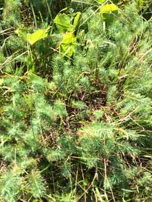 Cypress spurge(Euphorbia cyparissias)