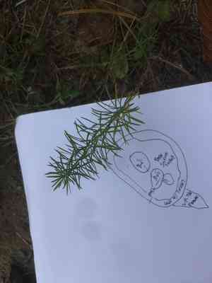 Cypress spurge(Euphorbia cyparissias)