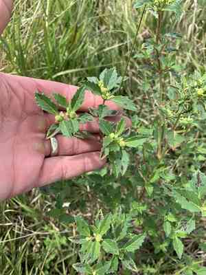 David's spurge(Euphorbia davidii)