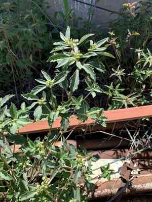 David's spurge(Euphorbia davidii)