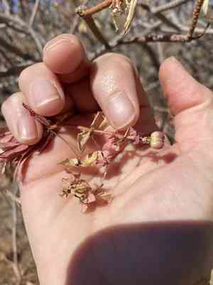 Tree spurge(Euphorbia dendroides)