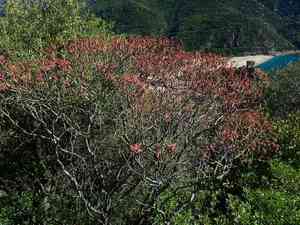 Tree spurge(Euphorbia dendroides)