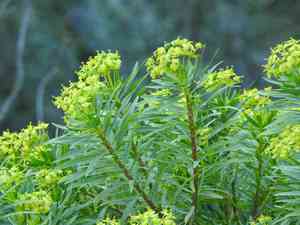 Tree spurge(Euphorbia dendroides)